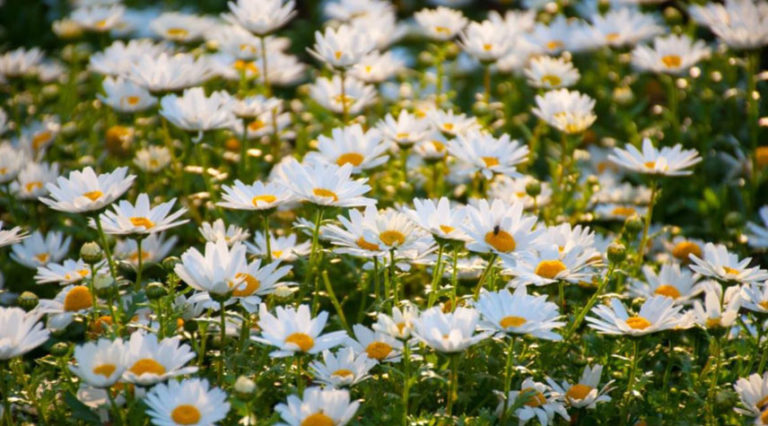 Devan launching bio-based technologies at Heimtextil