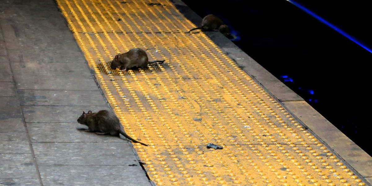 Starving rats are reportedly turning into cannibals and attacking one other as their restaurant food supply disappears