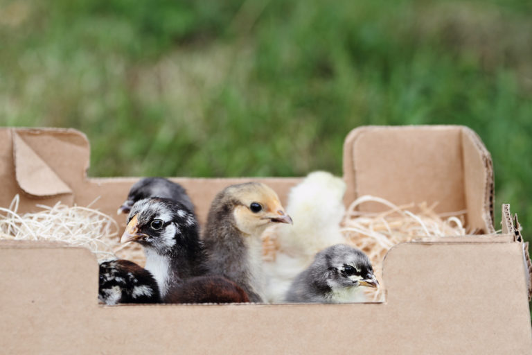 Mail Disruption is Killing Chicks
