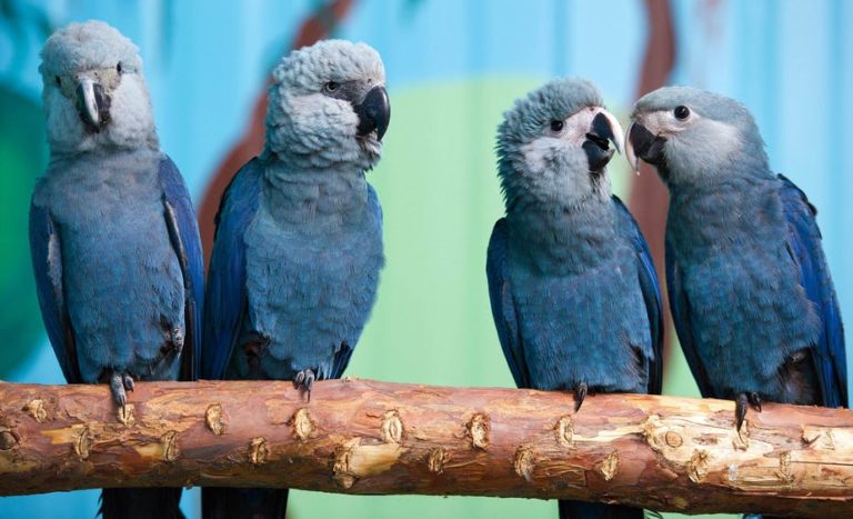 Protecting half of the planet is the best way to fight climate change and biodiversity loss – we’ve mapped the key places to do it