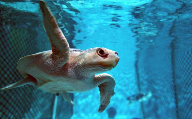 Texas' first aquarium set to close because of 'insurmountable financial losses' worsened by COVID-19