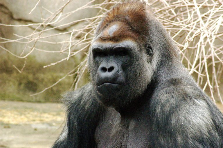 Editorial: Cell phones are killing gorillas