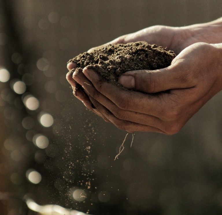 Cupped hands holding dirt.
