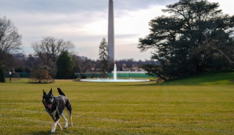 How Biden’s dogs could make the Oval Office a workplace with less stress and better decision-making