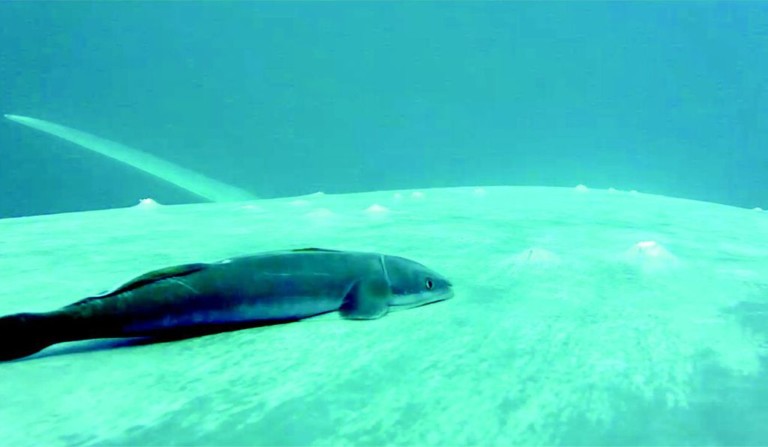 Ten Scientific Discoveries From 2020 That May Lead to New Inventions