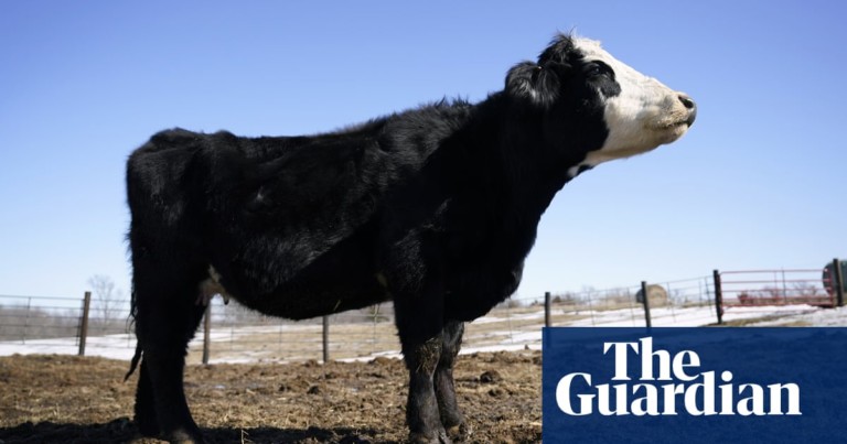 Feeding cows seaweed could cut their methane emissions by 82%, scientists say