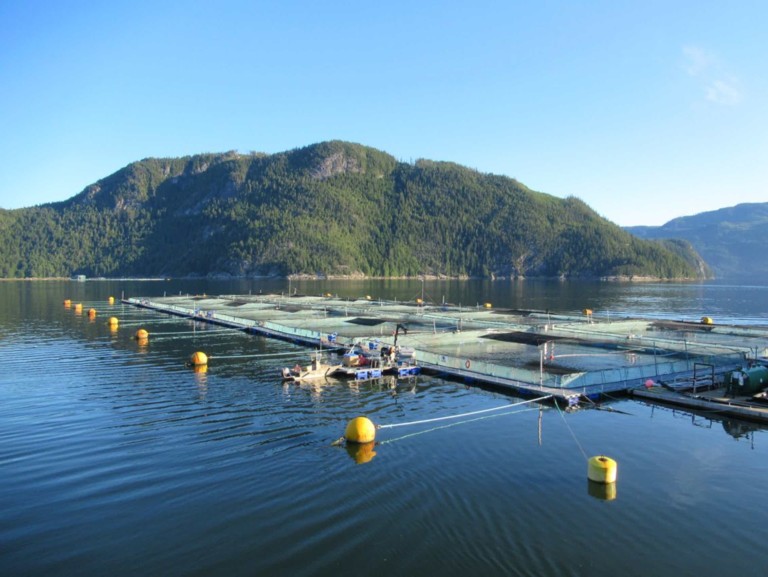 Farming fish in fresh water is more affordable and sustainable than in the ocean