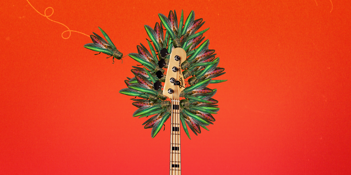 A tiny, invasive bug and the climate crisis are changing how guitars are made, and shifting the course of music history