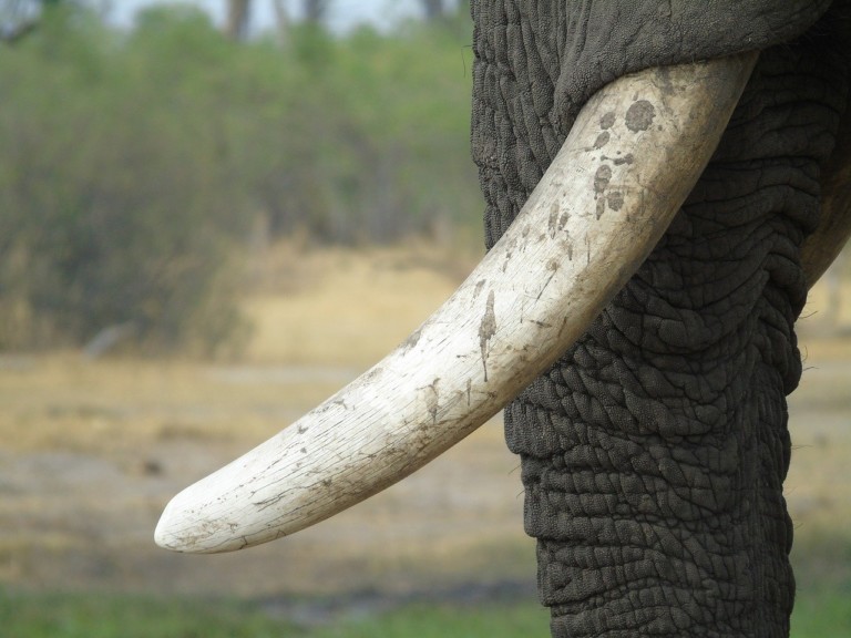 Ivory Made Using 3D Printer, Suitable Replacement For Real One