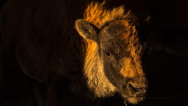 When the Bison Come Back, Will the Ecosystem Follow?