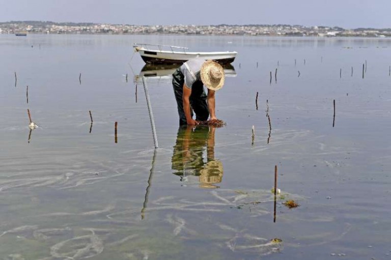Tunisia 'trailblazer' in Mediterranean seaweed farming