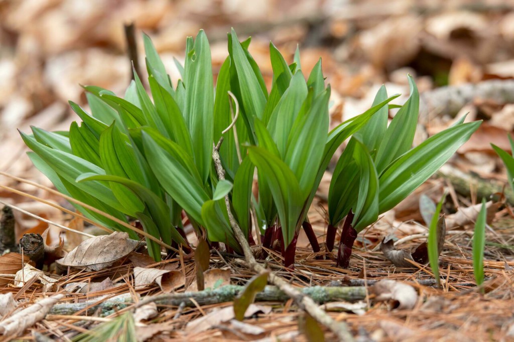 The Rush for Ramps Is Threatening Millennia-Old Foodways