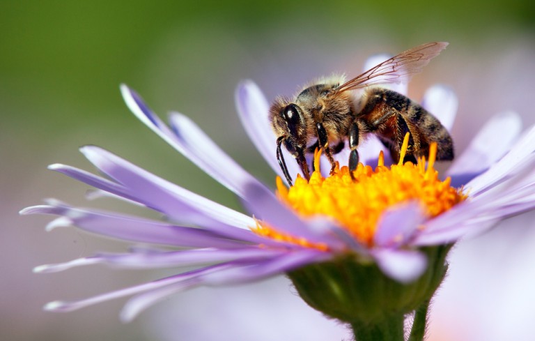 A New Approach to Protecting Bees From Toxic Pesticides