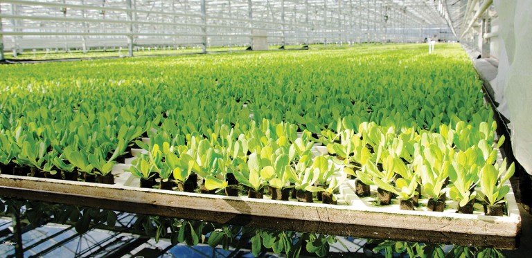 Cold plasma could transform the sustainable farms of the future