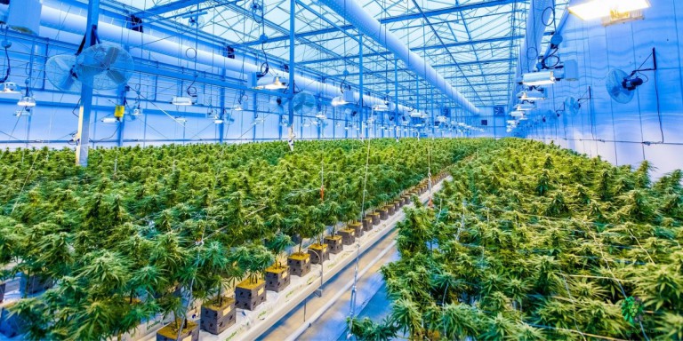 Cannabis Tech: A Growing Industry Invested in Medicine and Recreation