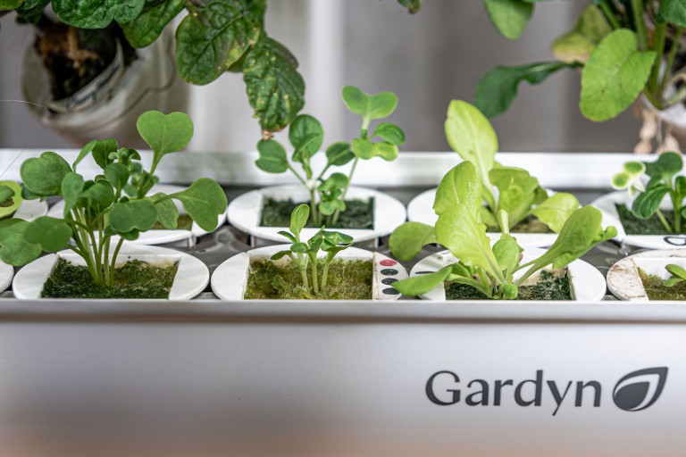 The Rise of At-Home Hydroponic Gardens