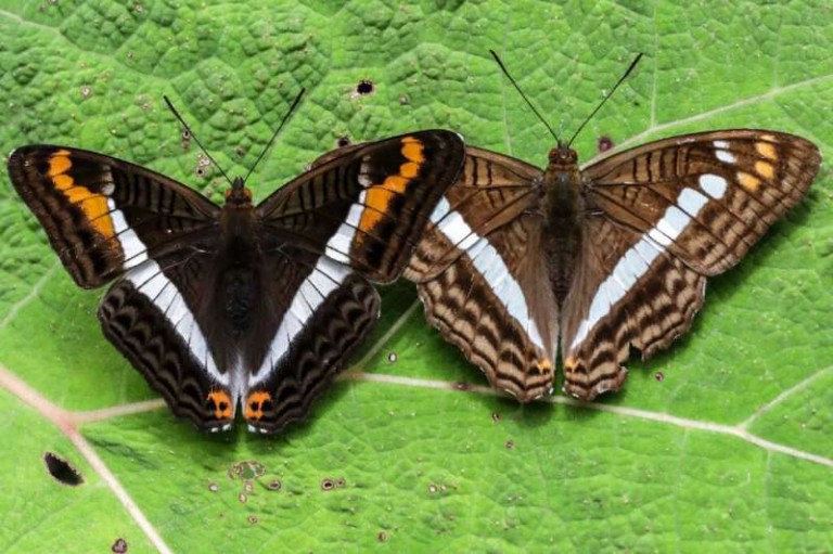 Colombian photographer documents world's largest variety of butterflies