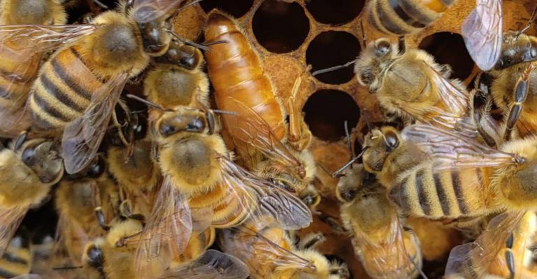 Army veteran turned beekeeper receives grant for equipment