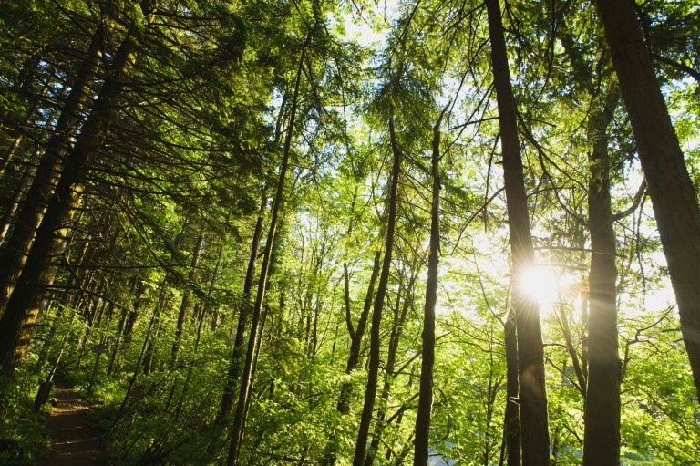How sustainable fiber procurement will affect future forests