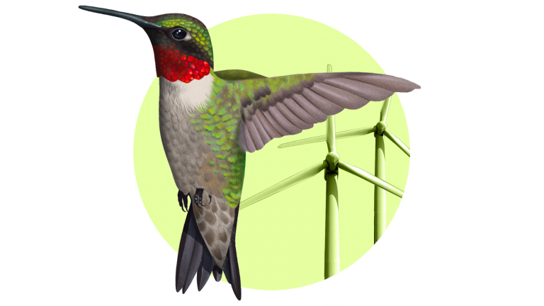 Meet the rogue birding group blocking wind energy at every turn