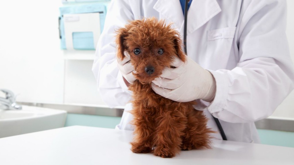 Dog DNA tests: How accurate are they, and what can you learn?