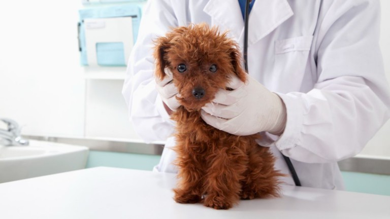 Dog DNA tests: How accurate are they, and what can you learn?