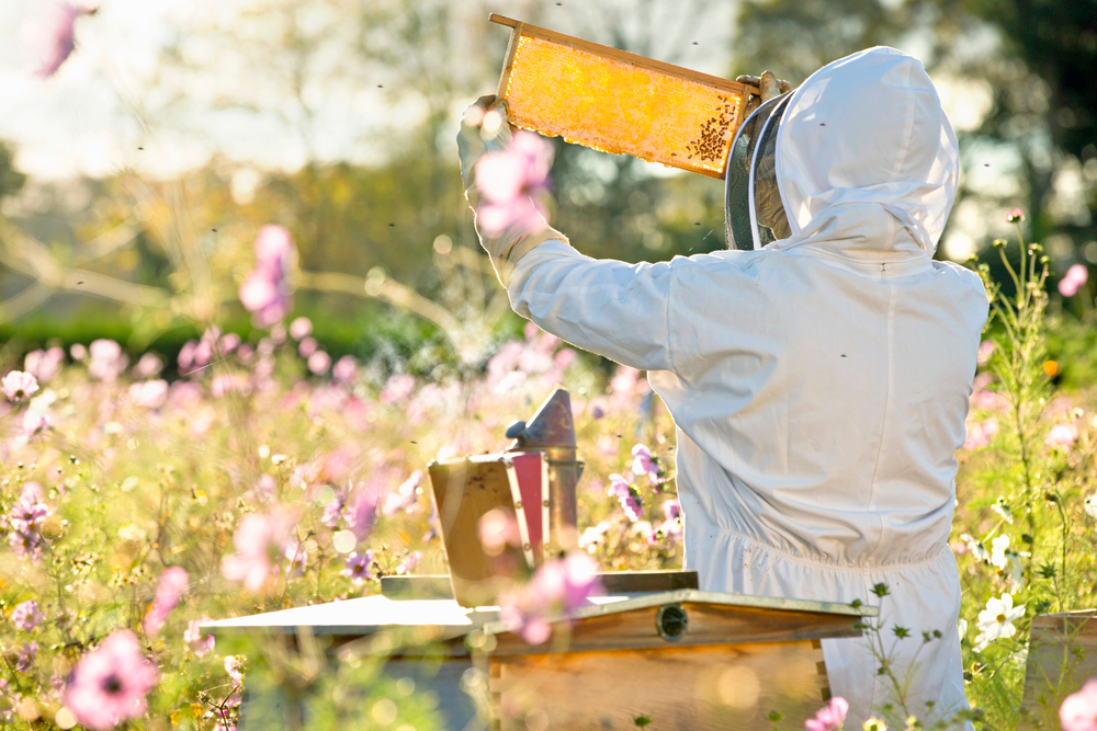 Move Over, Smart Phones. Smart Hives Are Here