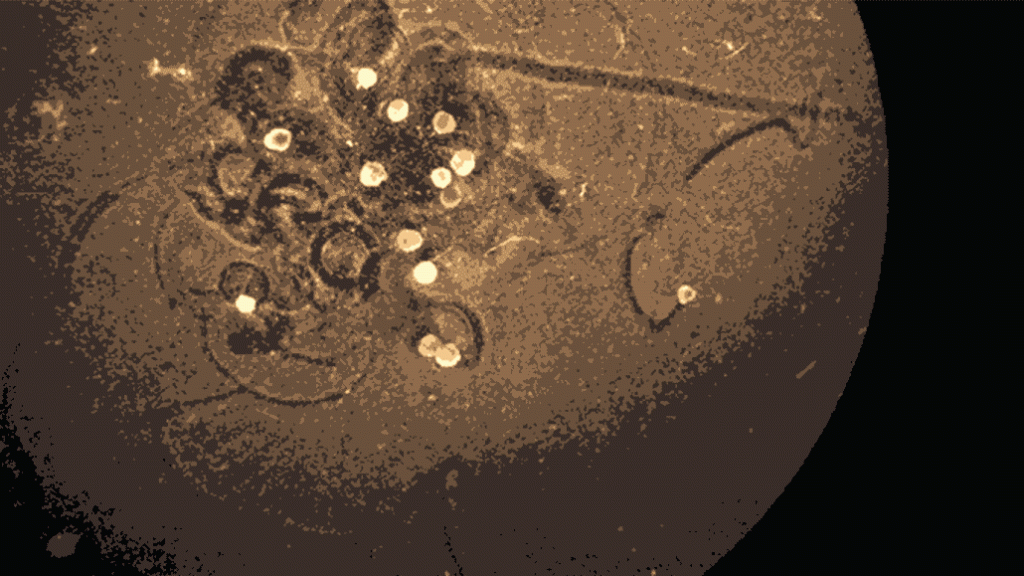 Here are our favorite cool, funny and bizarre science stories of 2021