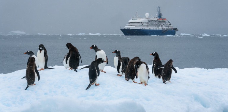 Antarctica’s unique ecosystem is threatened by invasive species ‘hitchhiking’ on ships