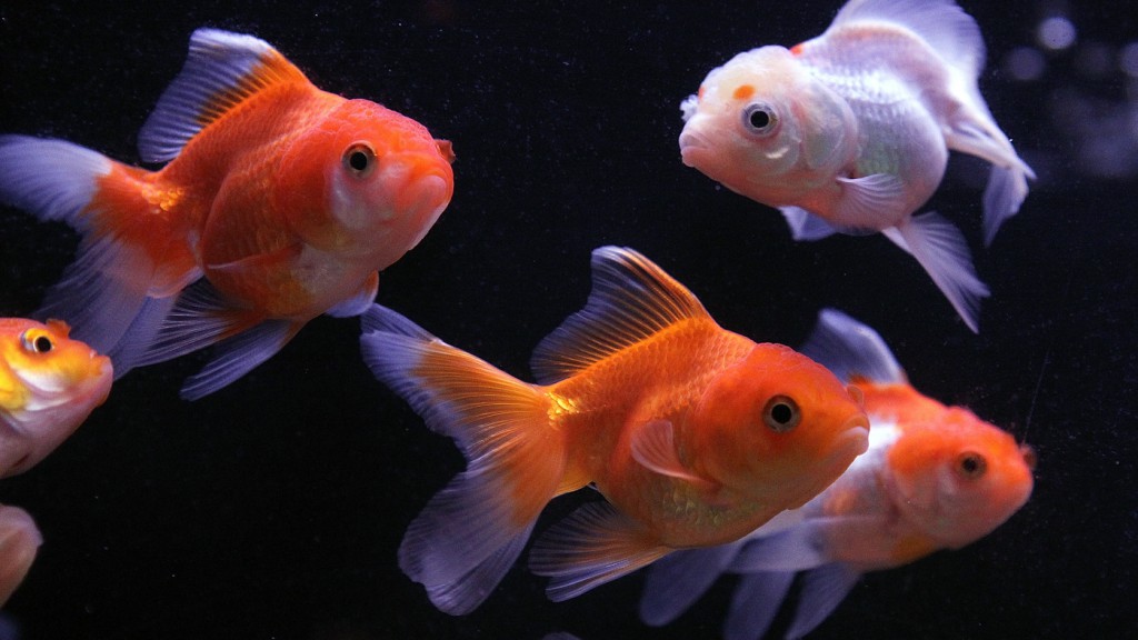 Israeli scientists have trained goldfish to drive, in a scene out of a Dr. Seuss book