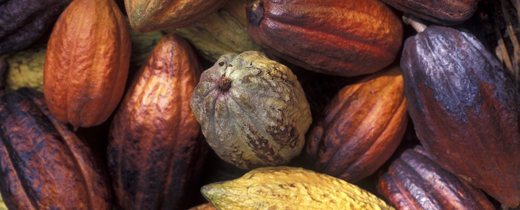 Archaeologists Find Traces of Sacred Groves Tended by The Ancient Maya