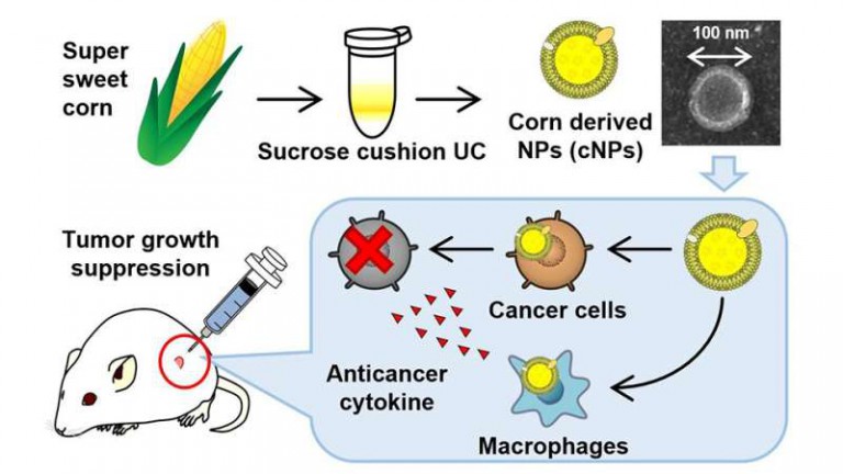 Researchers develop a nanoparticle-based drug delivery system based on corn to target cancer cells