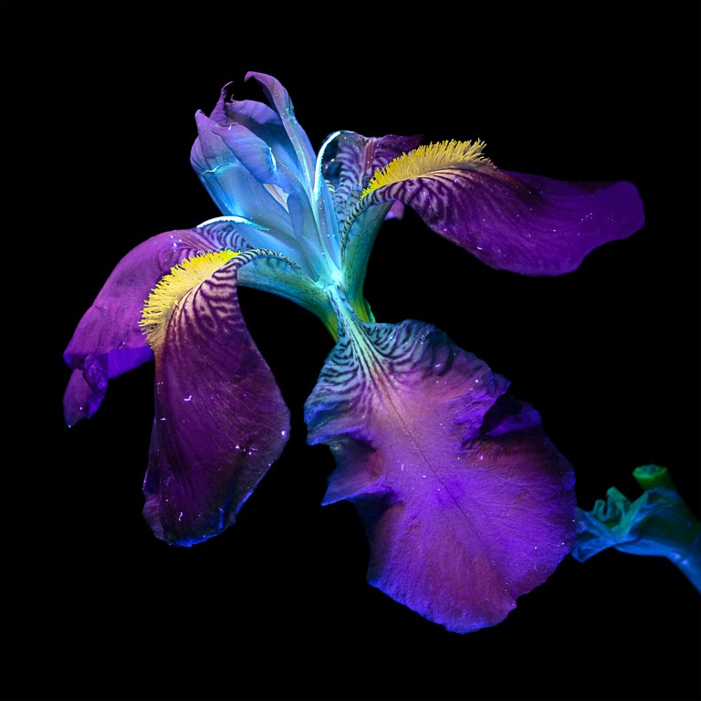 Bathed in Ultraviolet Light, Single Flowers Glow with Radiant, Saturated Color