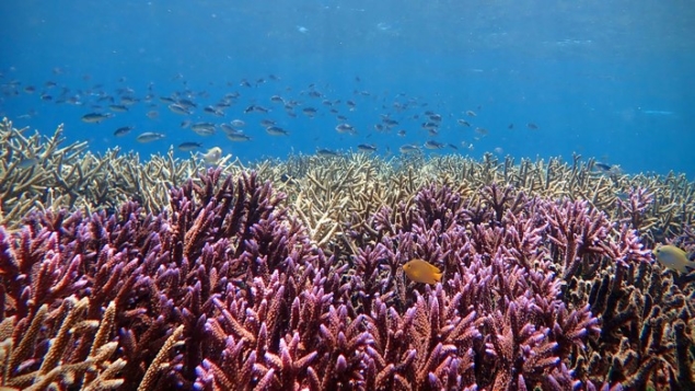 Artificial intelligence beats humans at crossword solving and assesses the health of ‘singing’ coral reefs