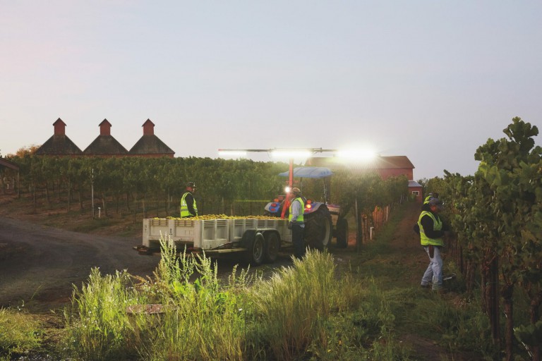 Vineyards Grapple With How to Best Keep Their Workers Safe