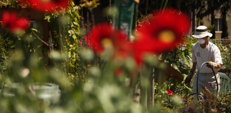 The pandemic’s gardening boom shows how gardens can cultivate public health