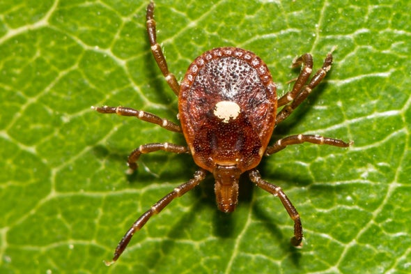 This Tick Can Make You Allergic to Meat, and It’s Spreading