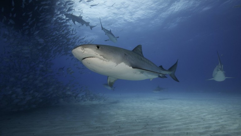 Predators are growing hungrier in the rapidly heating seas