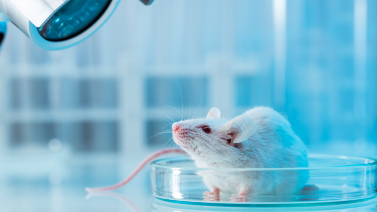Scientists are one step closer to a reverse aging treatment for mice