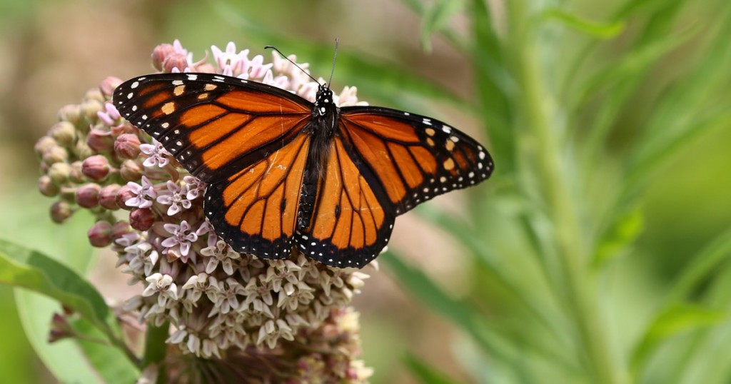 Climate Crisis Pushes Migratory Monarch Butterflies Onto Endangered List