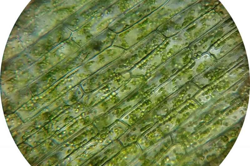 The secret life of plants revealed: Discovery has implications for food production and carbon storage