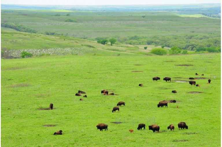 Reintroducing bison to grasslands increases plant diversity, drought resilience, study finds