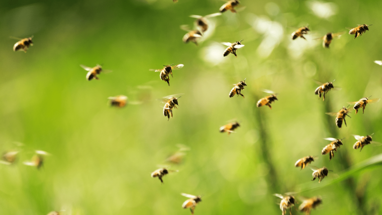 Modern pesticides damage the brain of bees so they can’t move in a straight line