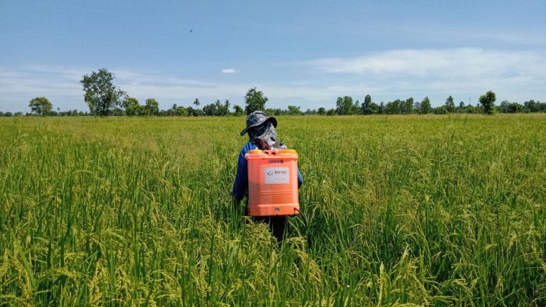 Rice Growers Continue to Battle Weedy Enemy