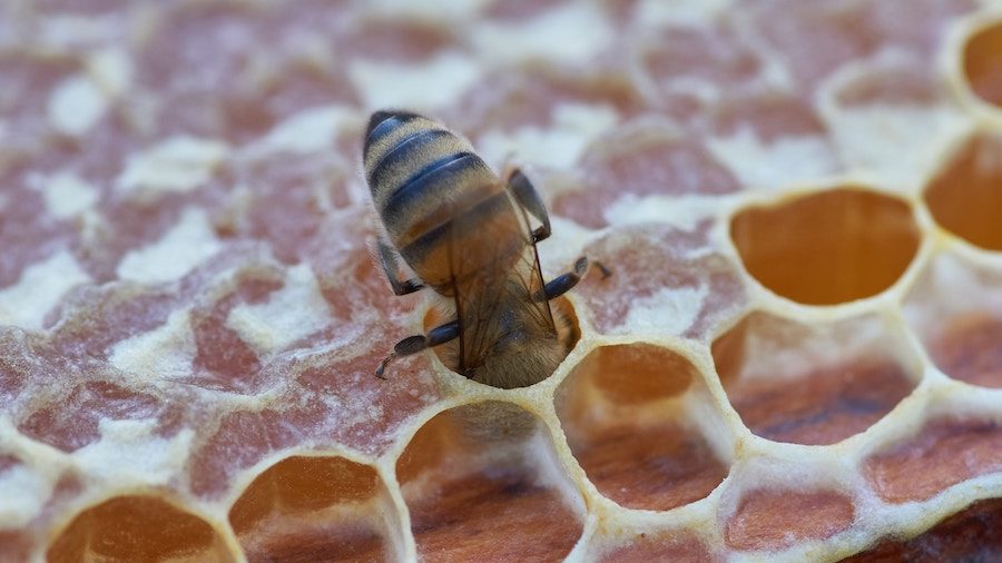 Buzzy Times For Bee Startups