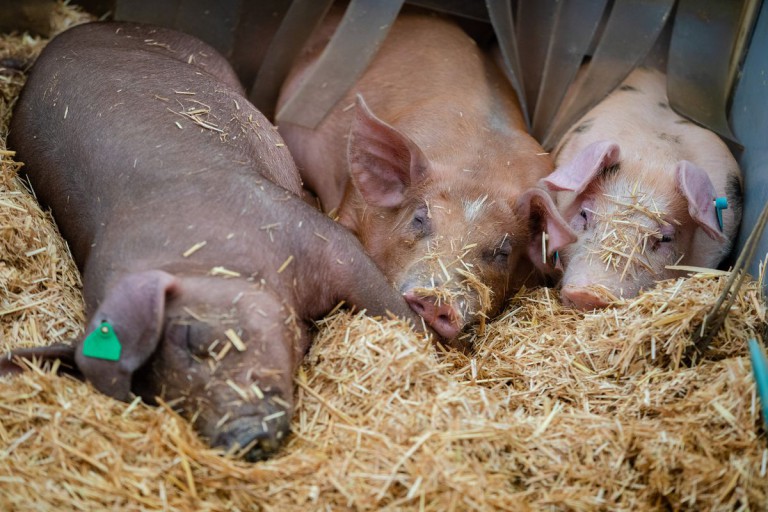 The Supreme Court seems absolutely flummoxed by a high-stakes case about pigs