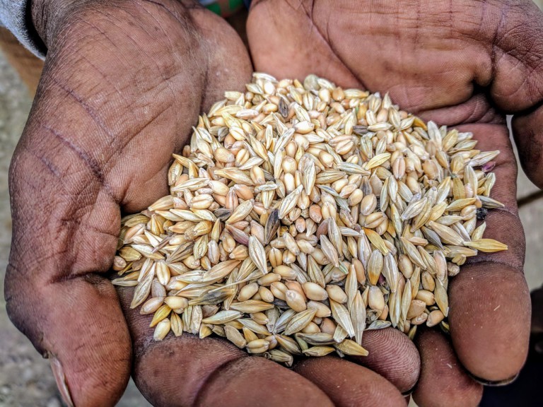 This Nearly Lost Ancient Grain Tradition Could Be the Future of Farming