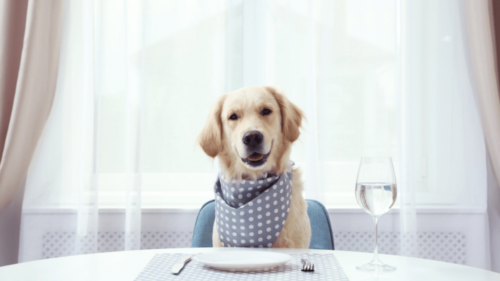 Bone Appétit: Fancy restaurant for dogs opens in San Francisco