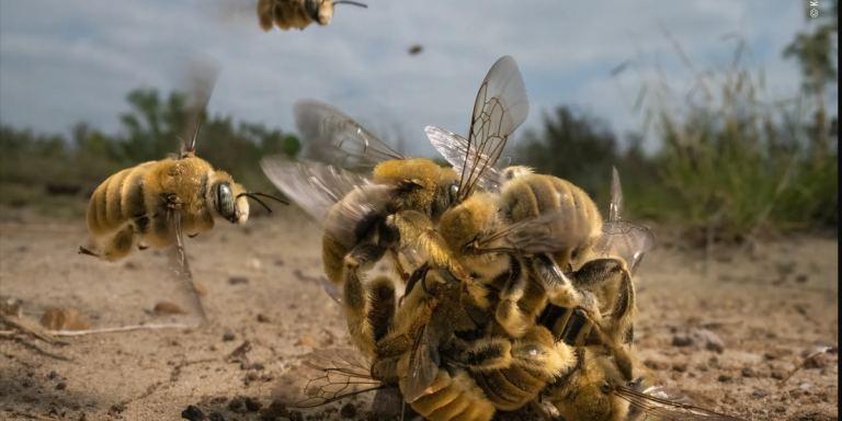 The 2022 winner of Wildlife Photographer of the Year, beating out thousands of stunning images