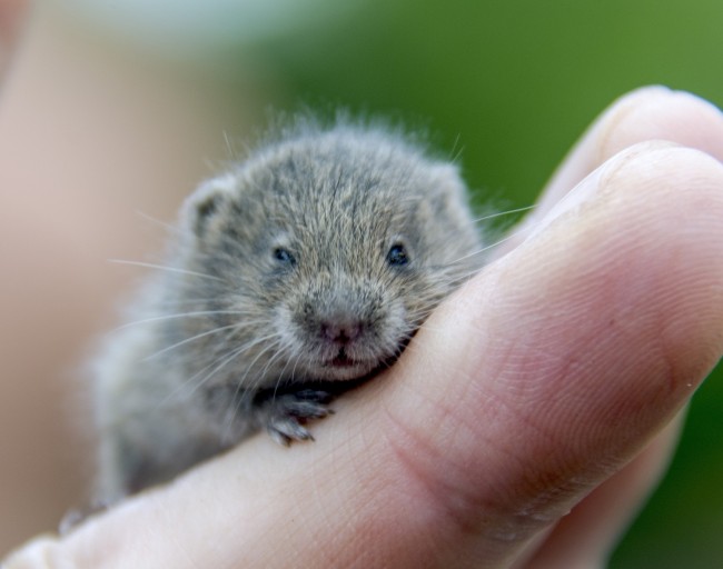 Endangered Amargosa Vole Pups Spotted in Mojave Desert